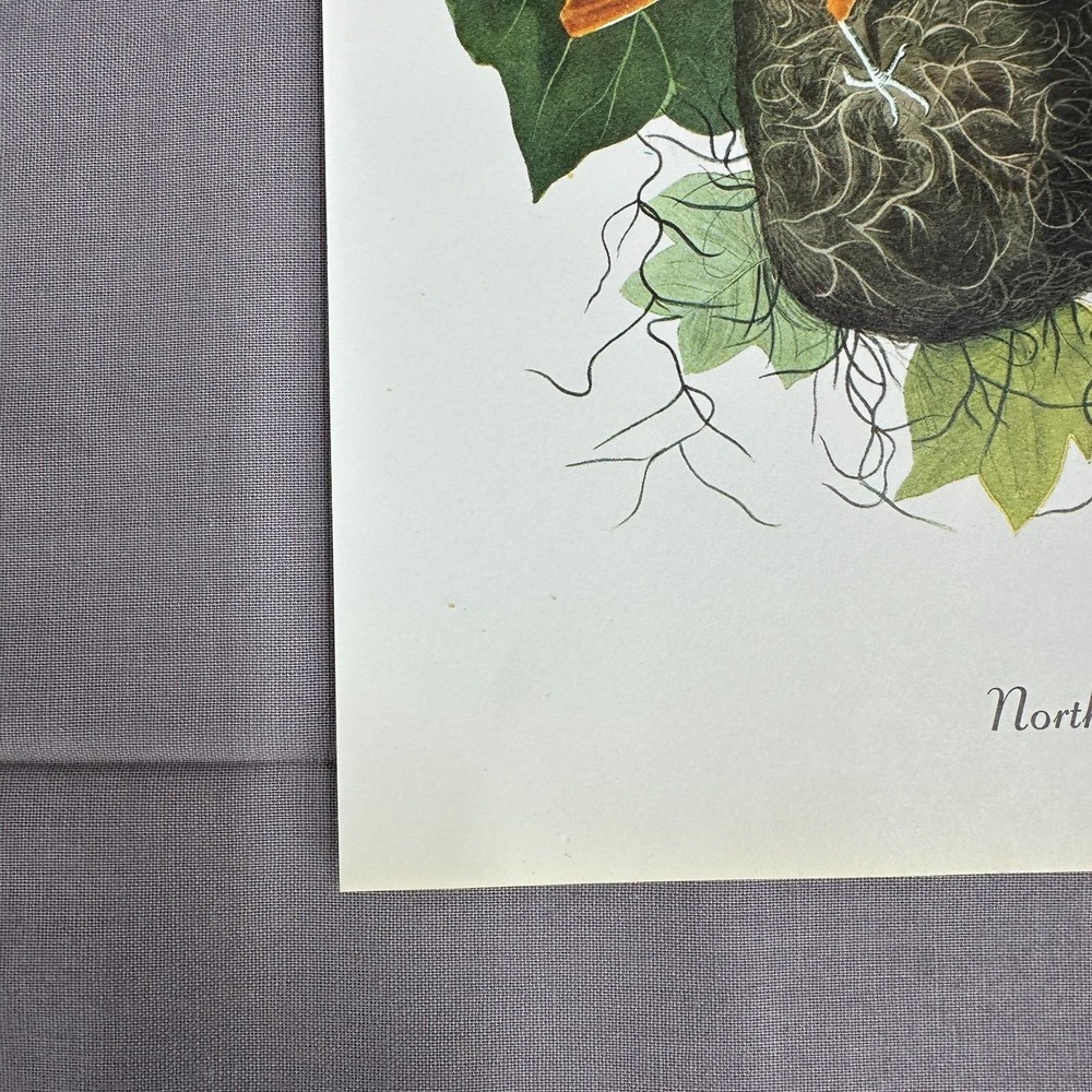 1950 Vintage Print Baltimore Oriole American Bird Art Illustration Audubon - Picture 6 of 6
